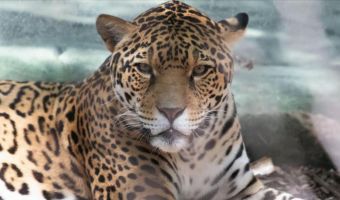 Ягуар сбежал из клетки в зоопарке Нового Орлеана. Он устроил часовое сафари и оторвался по полной