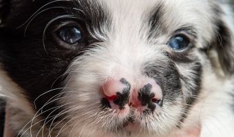 У британской собакозаводчицы родился милый пёс с двумя носами. Но дефект ему не мешает и похож на сердечко
