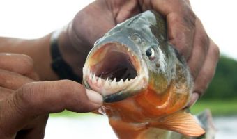 Рыбак поймал в Немане рыбу «с человечьими зубами». Она оказалась гостьей с Амазонки