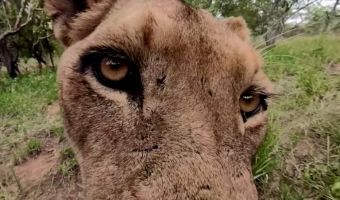 Зоолог решил снять львов, но показал людям мир глазами кошачьей еды. Камера пошла кисам на экзотический ужин