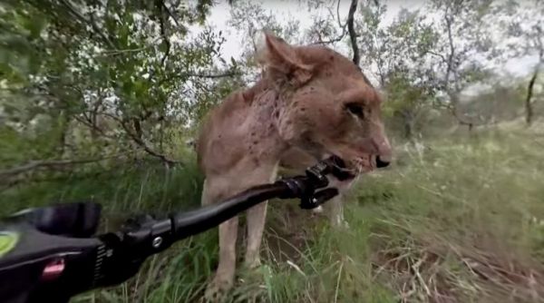 Зоолог показал мир глазами львиной еды, оставив кисам камеру