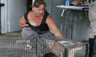 Американка приютила 27 животных во время урагана «Флоренс». Но благородный поступок обернулся для неё арестом