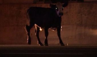 Коровы сбежали из грузовика и заполонили американское шоссе. Чтобы их ловить, понадобились лошади
