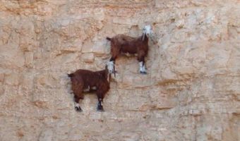 Альпийские козы стоят на отвесной стене и шевелят ушами. Их не смущает даже гравитация
