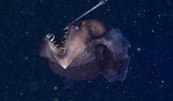 Много-много очень-очень страшных рыб. Учёные придумали флешмоб к Хеллоуину, и это сплошная глубоководная жуть