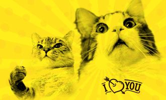 Толстенький кот Руфус и Эмили Ратаковски. Тест на знание Medialeaks (для самых преданных читателей)