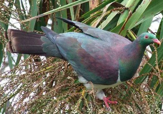 В Новой Зеландии пьяный голубь стал птицей года