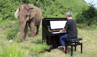 Пианист из Таиланда играет классическую музыку больным слонам, чтобы им стало легче. И это невероятно