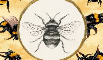 Пчела из Аргентины такая милая, что сразила даже учёных. Они придумали ей имя, в котором ни грамма серьёзности