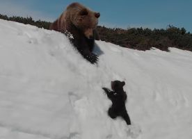 Люди были в восторге от медвежонка, взбирающегося на гору. А потом пришли зоозащитники и всех расстроили