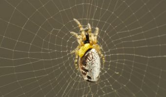 Новый вид ос порабощает пауков так, что они предают сородичей. Если это не самый жуткий паразит, то кто тогда