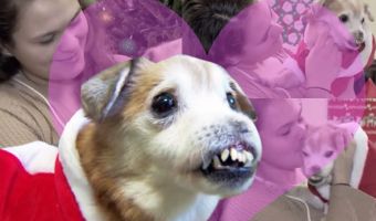 У пса Сниффлза нет носика, а зубы похожи на кривой забор. Но он так мил, что вам захочется забрать его себе