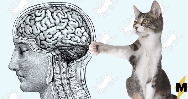 Исследование: паразит, живущий в котах, повышает риск развития шизофрении