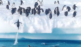 Пингвина почти унесло на льдине в море, но он спасся — в стиле Индианы Джонса. За него болели всем кораблём