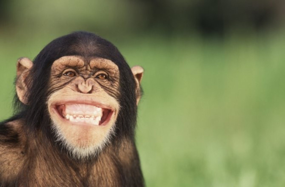 смешные картинки до слез обезьян