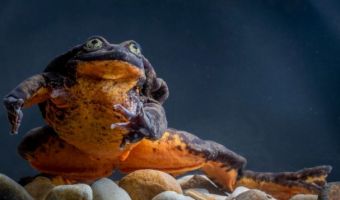 Биологи нашли пару для «самой одинокой лягушки в мире» по имени Ромео. Шекспир, уйди, им предстоит спасти вид