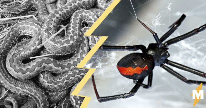 Фото: В Австралии паук сразился со змеёй. Исход сражения вас удивит
