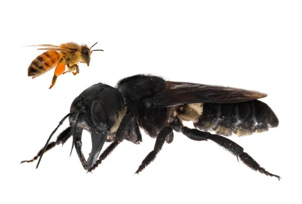Изображения по запросу Пчела