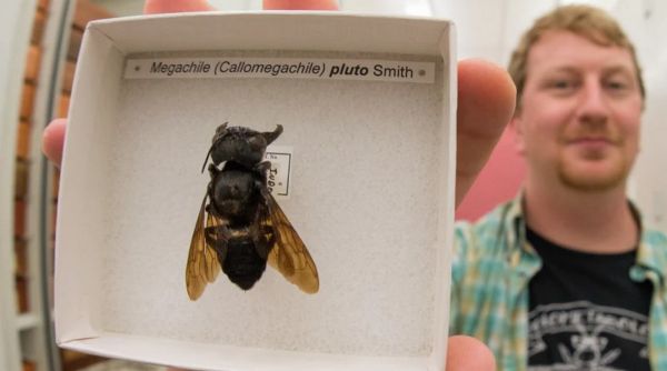 Так выглядит крупнейшая в мире пчела. Трепещите, инсектофобы