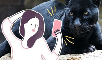 Женщина хотела сделать фото с ягуаром, но получила больно лапкой. Пришлось извиняться (и даже не зоопарку)