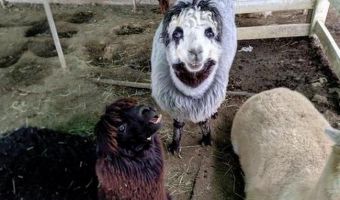 В Японии нашёлся жуткий альпака с человеческим лицом. В крипового зверя словно вселились Джокер и Элис Купер