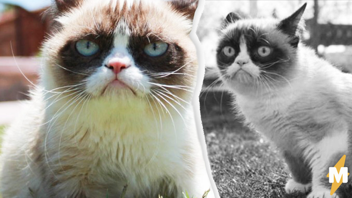 14 мая умерла интернет-легенда Grumpy Cat (Сердитая кошка)