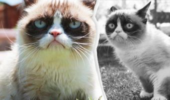 Кот, который покорил интернет и сердечки. Сердитая кошка Grumpy Cat ушла в лучший мир, но оставила мемы