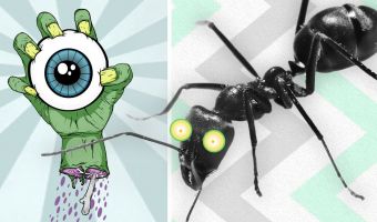 Учёные выяснили, что происходит с муравьями-зомби. И это тянет на сценарий фильма ужасов