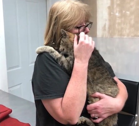 Женщина потеряла своего кота и нашла его спустя 11 лет 