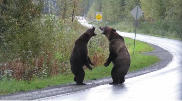 Медведи подрались, и их драка похожа на разборку алкоголиков