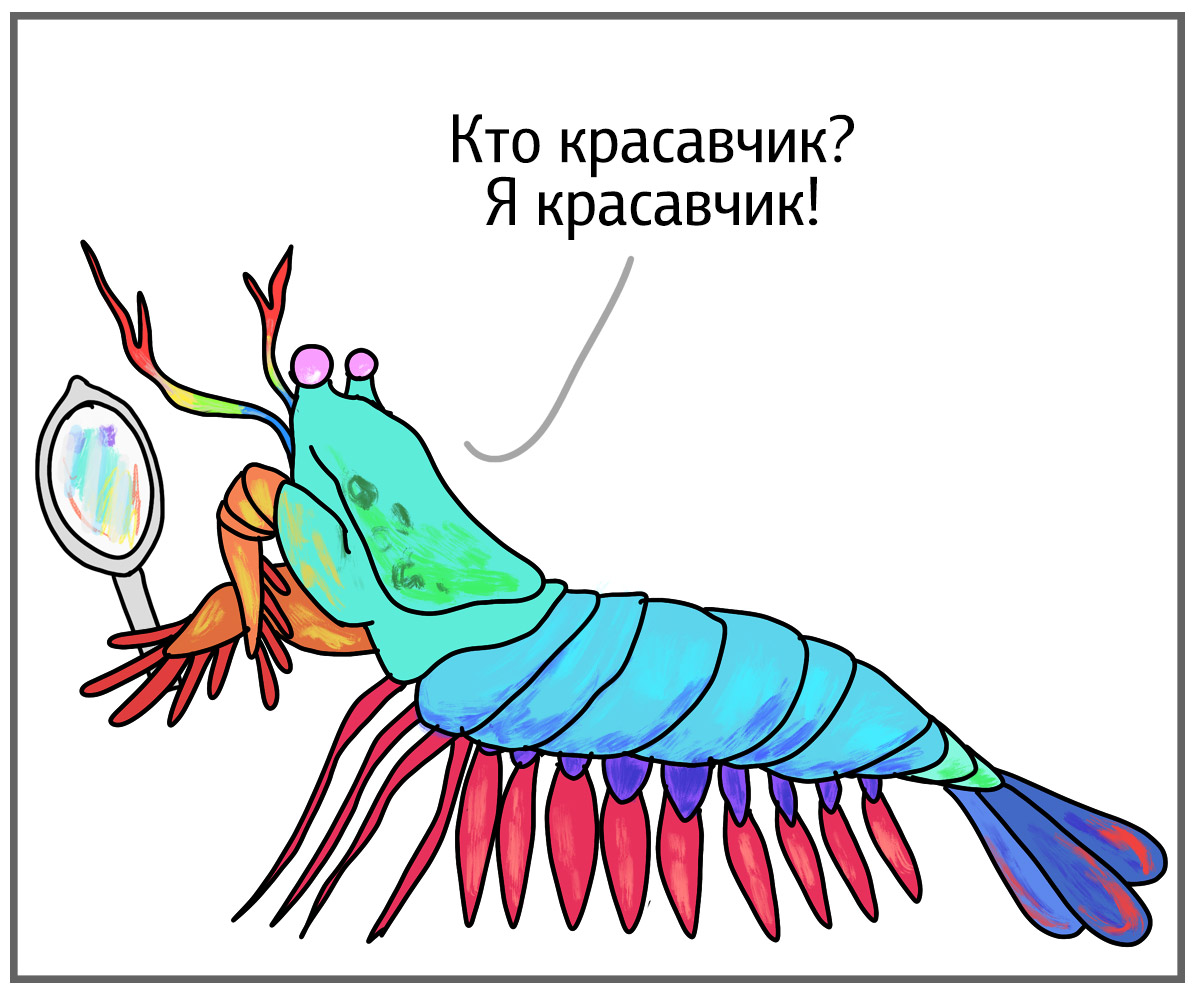 Анатомия креветки богомола