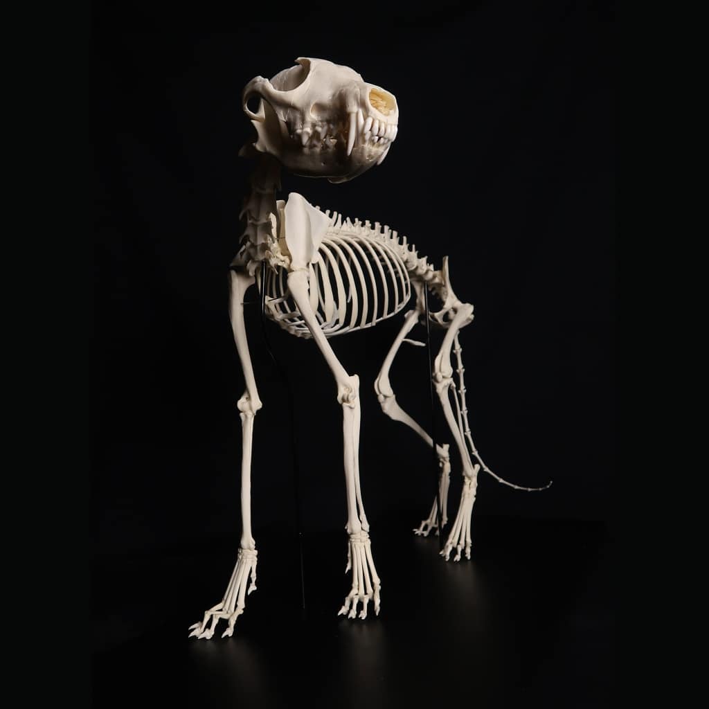 Скелеты животных