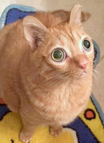 Кота с большими глазами