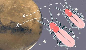 Учёный нашёл на Марсе жизнь и представил доказательства. Это огромные жуки, и они вызывают у людей троллинг