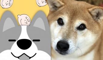 Настоящая собака-улыбака живёт в Японии, и это сиба-ину Мокка. Берегите сердечки, пёс покоряет их на раз-два
