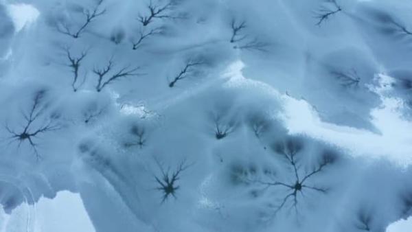 Дроны сняли, как лес вверх ногами растёт подо льдом, и это не сюжет эльфийской саги. А красивейшая иллюзия
