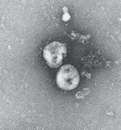 Китайский коронавирус передаётся контактным путём. И это лишний повод задуматься об элементарной гигиене