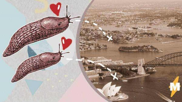 Уникальный розовый слизняк пережил погодный апокалипсис в Австралии. Ведь он настоящий герой и просто красавец