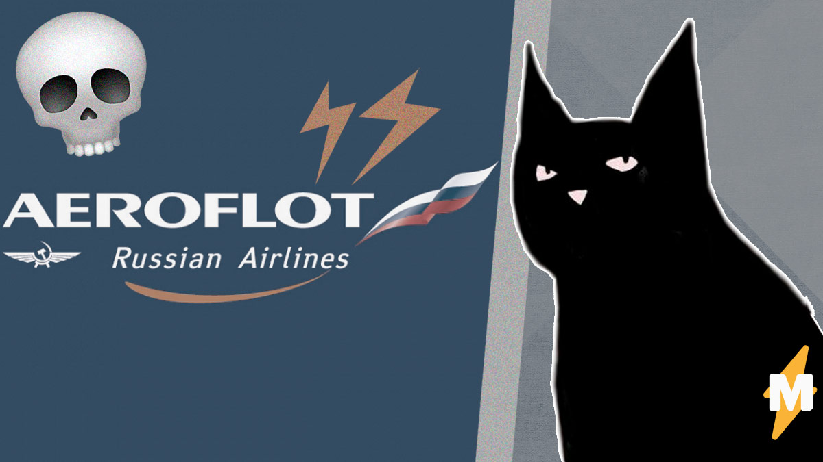 Пассажир «Аэрофлота» сдал в багаж трёх кошек. Но назад получил живой только одну — благодаря правилам компании