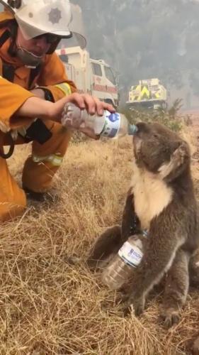 Люди хотели напоить коалу в Австралии, но сделали лишь хуже. Бедный зверь захлебнулся
