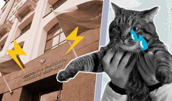 Мемный кот Виктор сел на диету. Ему надо лететь в Казань, а Минтранс отказался менять нормы перевозки животных