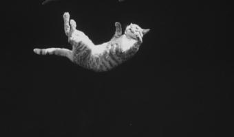 Кошка (не) всегда приземляется на лапы. Люди увидели эксперимент, о котором их котики очень пожалели
