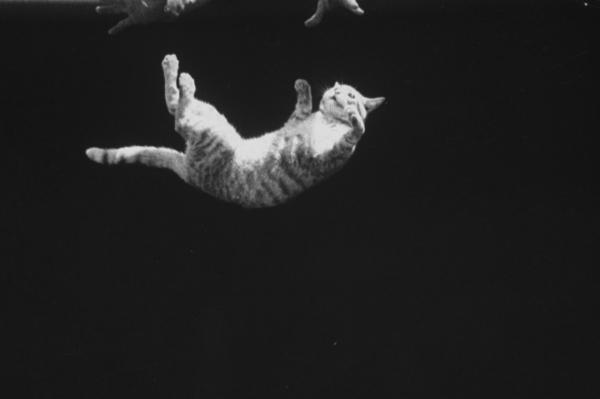 Кошка (не) всегда приземляется на лапы. Люди увидели эксперимент, о котором их котики очень пожалели
