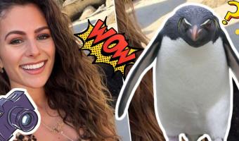 Блогерша сделала фото с пингвинами, а потом долго извинялась перед подписчиками. Кадр вышел слишком горячим