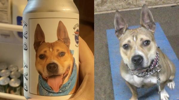 Женщина увидела пса на банке пива на фото и удивилась. Это была встреча, которой она ждала три года