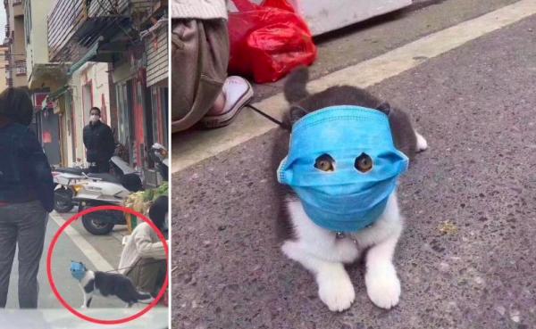 В Китае объявился пушистый борец с коронавирусом. Символом сопротивления он не стал, но в мем уже превратился
