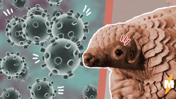 Распространителем коронавируса могли стать звери панголины. Они очаровательны, но китайцы их едят