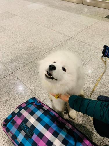 В аэропорту Сочи грузчик уронил клетку с собакой и починил её скотчем. Пёс не пострадал, а человека уволили
