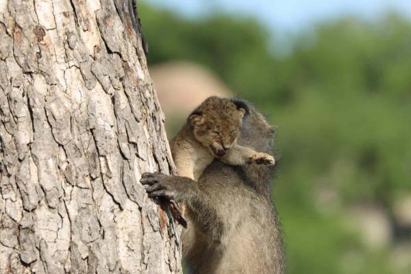 Бабуин и львёнок из ЮАР повторили знаменитую сцену из «Короля льва». Но умиляться рано - Симба в опасности