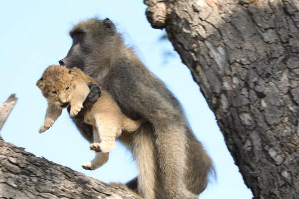 Бабуин и львёнок из ЮАР повторили знаменитую сцену из «Короля льва». Но умиляться рано - Симба в опасности